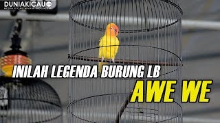 INILAH Sang Legenda Love Bird AWE WE