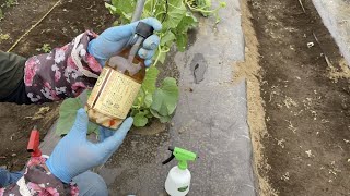 お酢ニンニク唐辛子スプレー うどんこ病予防 夏野菜の支柱立て 21 5 28 Youtube