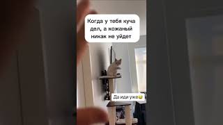 Кот даже показал в какую сторону идти надо