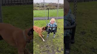 Dog Pushes Baby on Swing Like a Pro—Cutest Duo Ever! 🐶💞👶