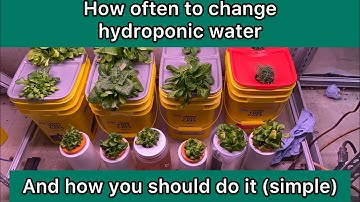 how often to change hydroponic water