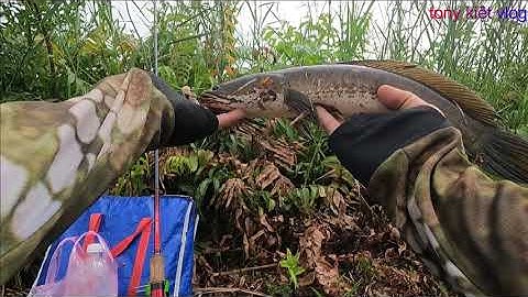 lure cá lóc trên ruộng lúa , quá phê.... tập 22 -tony kiệt vlog -snakehead fish lure