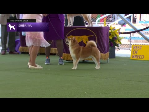 Video: Shiba Inus Dejte všechny koordinující páry, aby se potkali s jejich šaty do hry