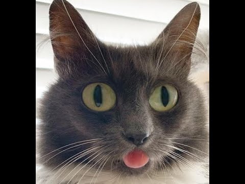 Funny Cat Videos - Cute And Lovely Cat Videos 2021😹 | International Cat