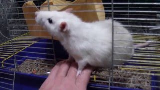 Декоративные домашние крысы Новое видео с Яшкой Декоративные домашние крысы Новое видео с Яшкой