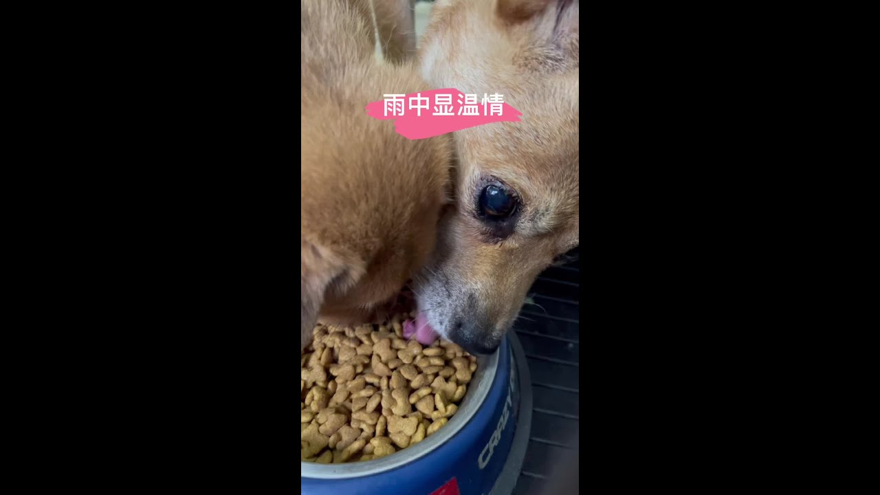 雨中的温情，以后无论刮风下雨，你们都不要怕，有我！#流浪狗 #流浪狗救助 - YouTube