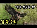 한국 하늘을 지배하는 제왕 검독수리