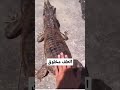 الطف مخلوق على وجه الارض مقاطع مقالب ضحك فيديوهات التمساح حيوانات
