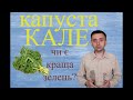 капуста Кале