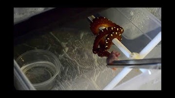 Green Tree Python Neonate feeding