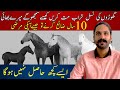 Desi horse breeders and  secrets  level up your horseman ship  avoid these mistakes