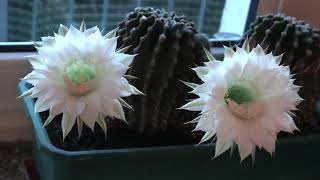 Blooming Cactus Time Lapse