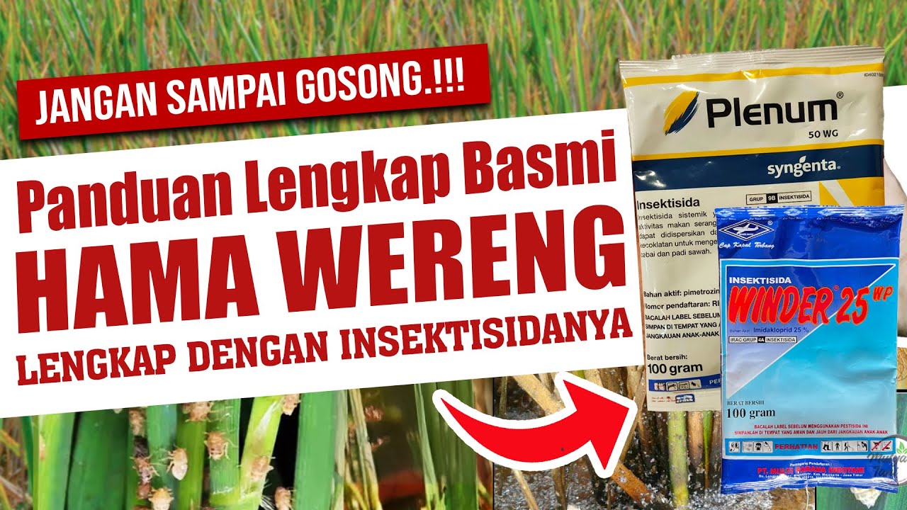 PANDUAN LENGKAP BASMI HAMA WERENG LENGKAP DENGAN INSEKTISIDANYA | Agar Padi Berproduksi Maksimal