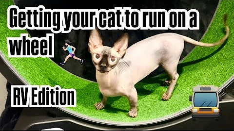 Video 7870441: siamese cat sphynx, cat kitten training, kitten hairless cat, cat exercise