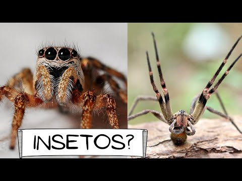 Vídeo: Fatos interessantes sobre aracnídeos. Classe Aracnídeos: 10 fatos interessantes