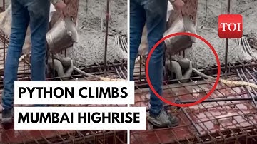 Fear strikes Mumbai as Python