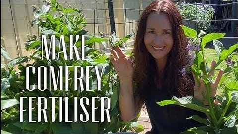 MAKE COMFREY FERTILIZER  - Free Organic Plant Food - Comfrey Tea