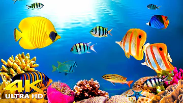 Aquarium 4K VIDEO (ULTRA HD) 🐠 Beautiful Coral Reef Fish - Relaxing Sleep Meditation Music