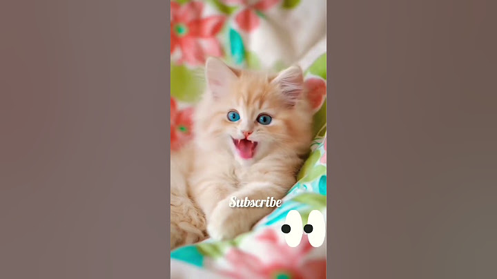 😺Be the other half 🤩#thatlittlepuff #bestfriend#thatlittlepuff #bestfriend #CraftyPuff #diyfun