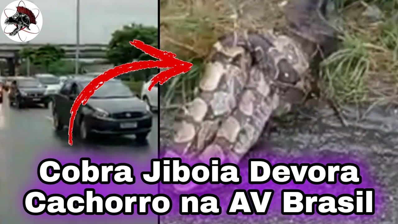 Cobra Jiboia devora Cachorro na Av Brasil | Biólogo Henrique o Biólogo das Cobras