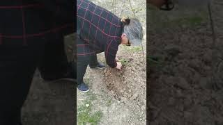 Biologiya fənni. 6-cı sinif. Qeyri-cinsi çoxalma mövzusu.