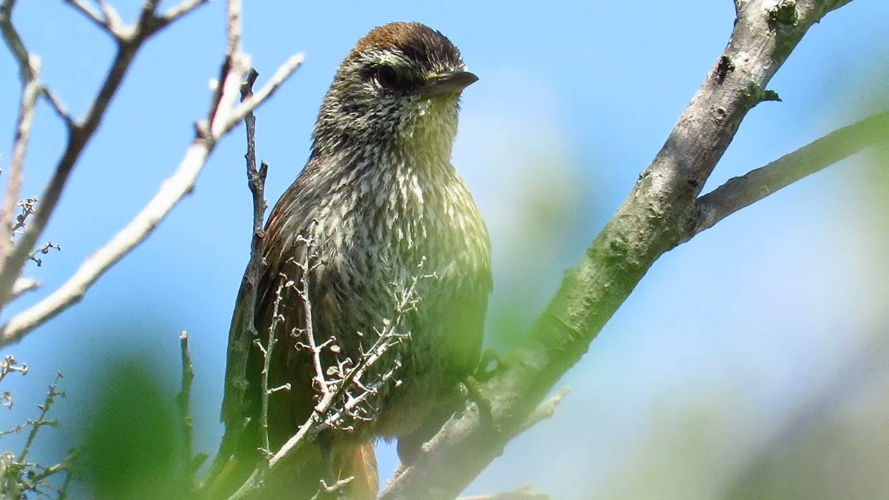 Canastero (Pseudasthenes humicola)