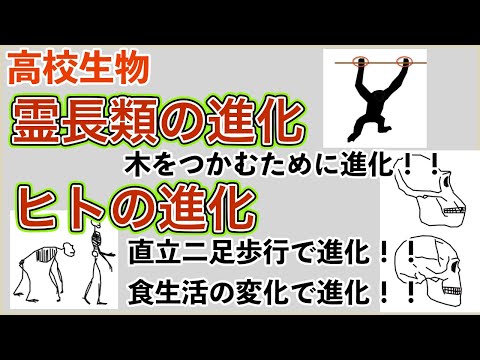 高校生物「霊長類の進化&ヒトの進化」