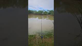 🎣😎 #fishing #fishinglife #fish #fishingaddict #countryboy #shorts