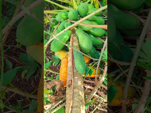 Prized papaya tree down after the storm! PAPAYAS For sale