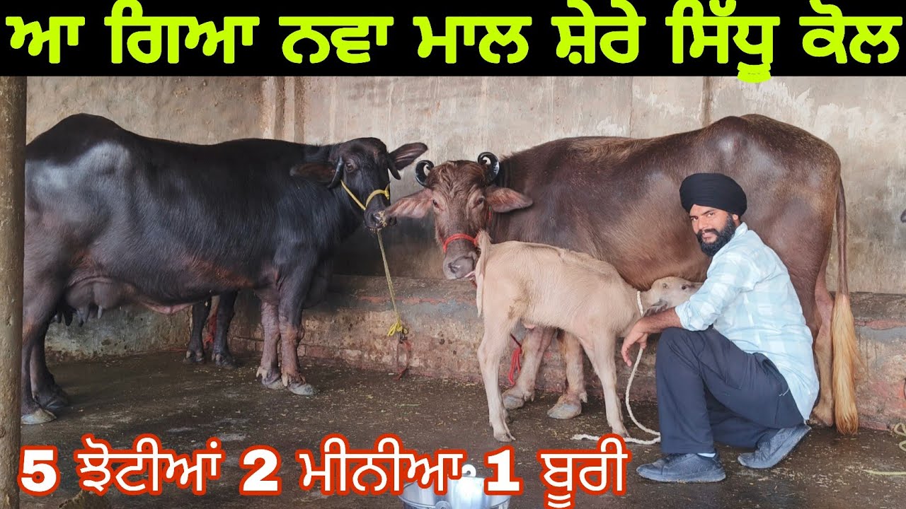 5 ਝੋਟੀਆਂ ਵਿਕਾਊ ਹਰਿਆਣੇ ਤੋ ਨਵਾ ਮਾਲ ਆ ਗਿਆ 9814560018