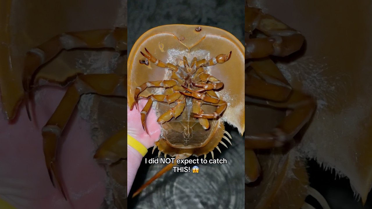 Hunting For Sea Creatures At Night! 