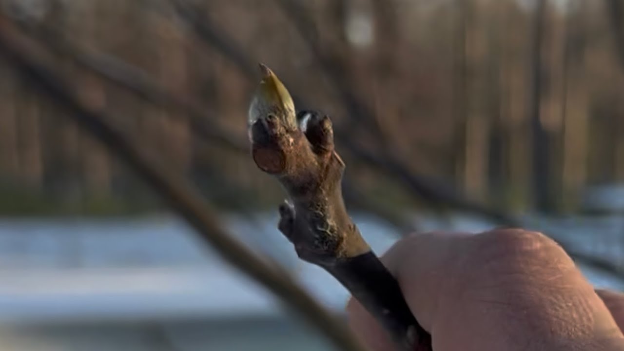 Зимние фиговые деревья | 2025–2026