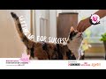 Setting up for training success - Kindness
