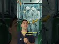 Meningitis B: qué tan mortal es realmente #greenscreen #doctor #medico #medstudent #hospital