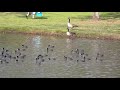 Coots Flying at Carbon Canyon Park