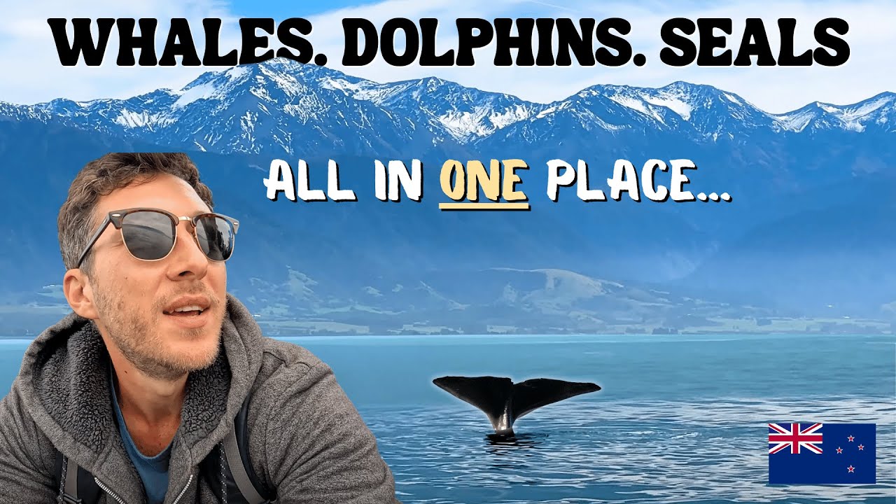 Kaikoura, New Zealand – Seals, Dolphins & Whale Watching Adventure