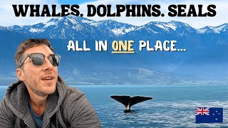 Travel vlog - Kaikoura, New Zealand – Seals, Dolphins & Whale Watching Adventure