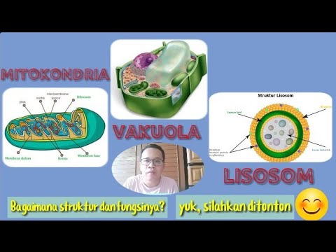 Video: Apa Fungsi Vakuola?