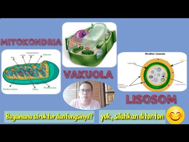 Struktur lisosom