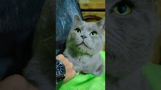 look at this cutie piepersiancat cat pets pet love youtubeshortskittenanimals catloversub
