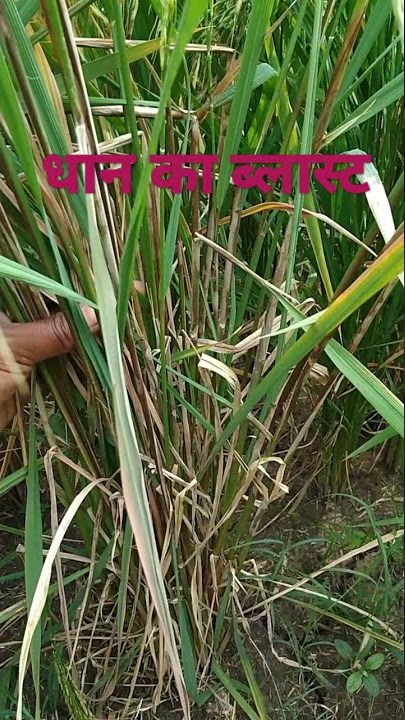धान की फसल में ब्लास्ट रोग /how to stop paddy blast