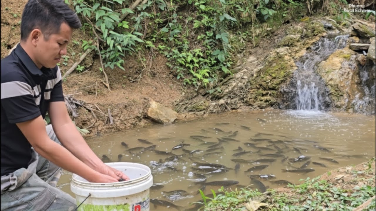 Building a Small Forest Dam and Releasing Fish into the Stream l ...