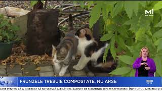 Compostarea O Alternativă Ecologică La Arderea Frunzelor