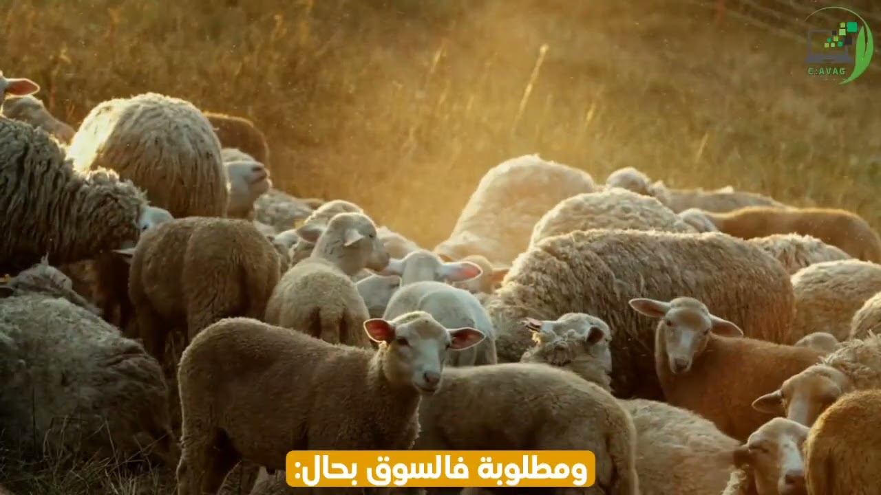 مركز avag في خدمتكم 🖐️