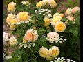 Романтическое настроение и цветение роз в моём саду. Красивые моменты цветения в сезоне 2020