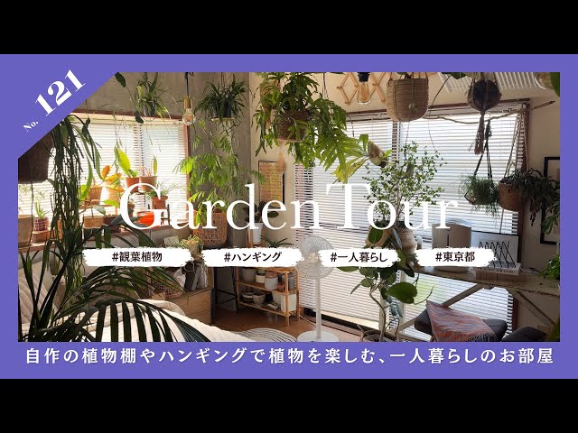 【町田市　取引限定】観葉植物ラックと、観葉植物　100cm✖️100cm sddefault.jpg