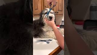 My version of how to trim your bernedoodle Part 1.