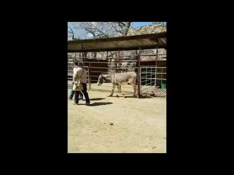 Task 16 Problems with Donkeys