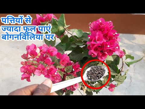 सिर्फ एक बार डालिए बोगनविलिया में यह चीज आएंगे हजारों फूल || more flowers on bougainvillea