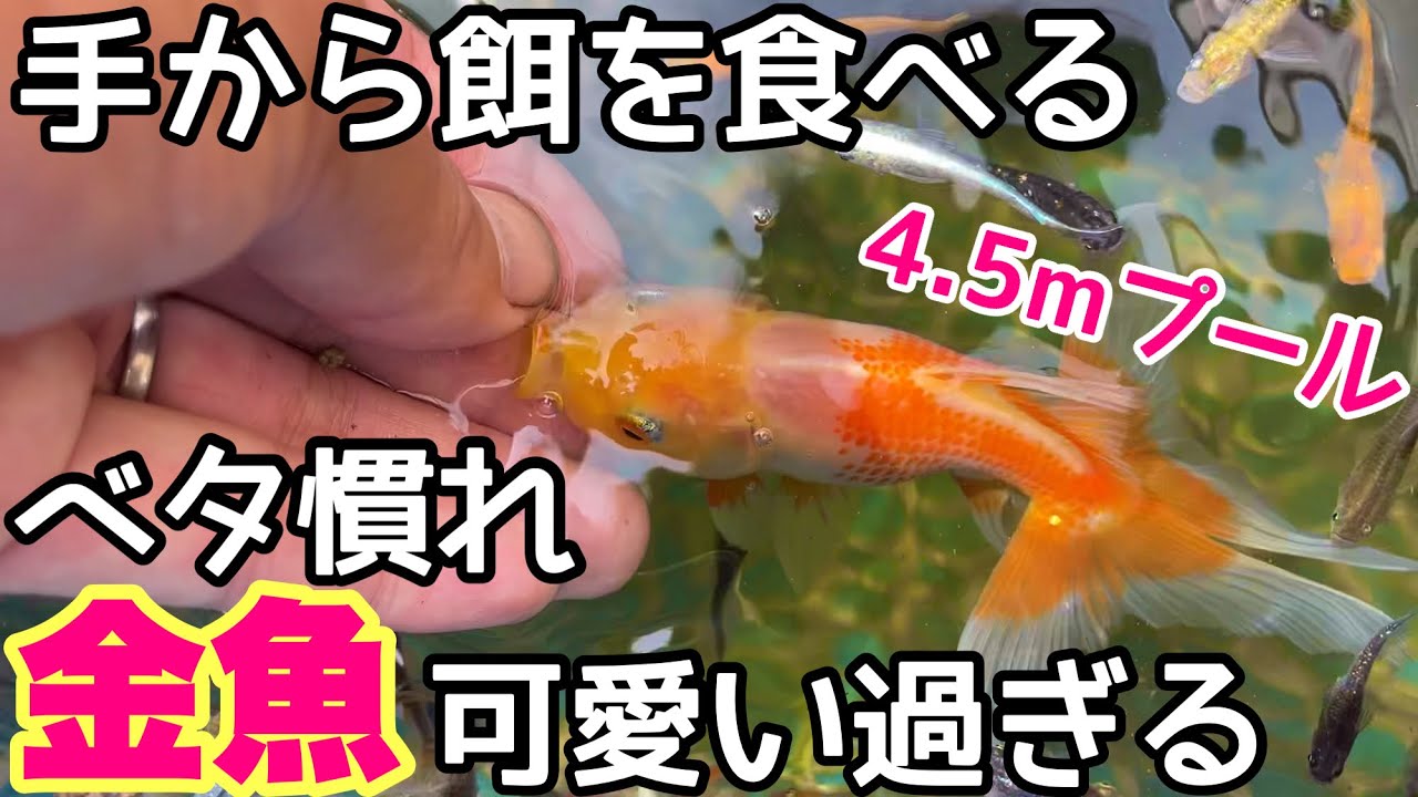 メダカや金魚に！ メダカと金魚が泳ぐ巨大プール！金魚入れて3ヶ月経つと‥手から餌を